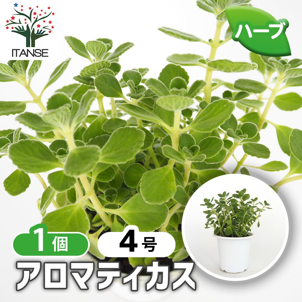 アロマティカス　まとめ売り　4苗　無農薬 Amazon.co.jp: ITANSE アロマティカス 4号 1個売り【初心者向け